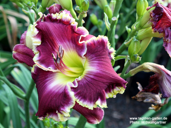 catalog/images/startseite/Violet Becomes you.jpg